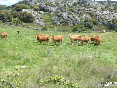 Valles del Corneja y el Tormes - Sierra de Gredos;floración valle del jerte licencia montaña mochila